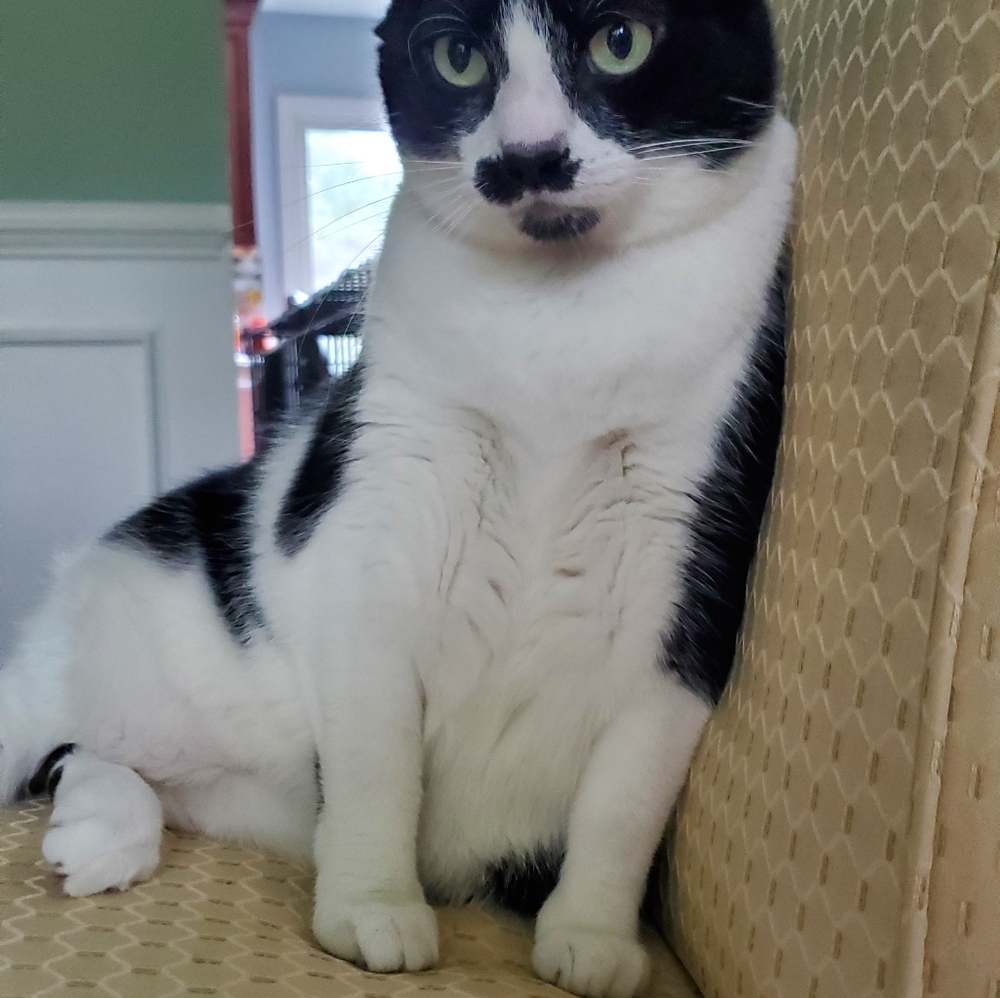 Pets - Picture 2 of 4